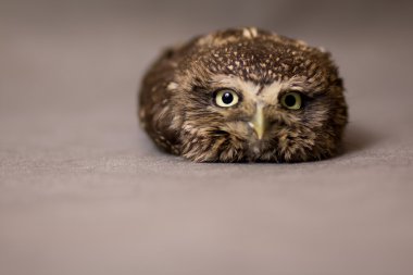 Güzel evcilleştirme baykuş, vahşi baykuş, gece kuşu