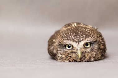 Güzel evcilleştirme baykuş, vahşi baykuş, gece kuşu