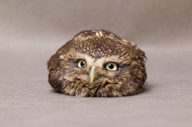 Güzel evcilleştirme baykuş, vahşi baykuş, gece kuşu