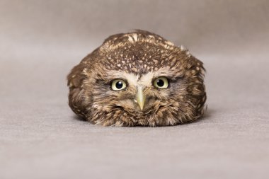 Güzel evcilleştirme baykuş, vahşi baykuş, gece kuşu