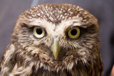 Beautiful domestication owl, wild owl, night owl - closeup