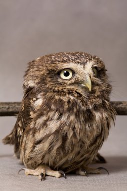 Funny owlet domestication, wild, night owl