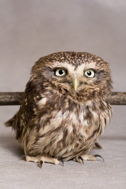 Funny owlet domestication, wild, night owl