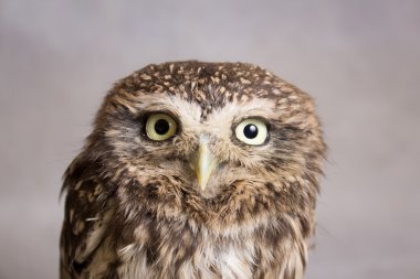 Beautiful domestication owl, wild owl, night owl - closeup