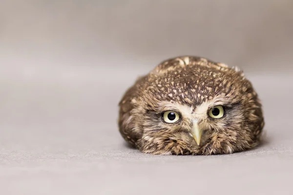 Beautiful domestication owl, wild owl, night owl — Stock Photo, Image