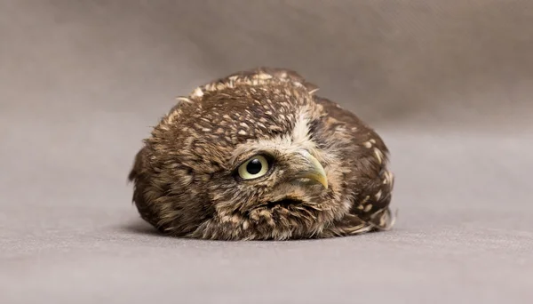 Beautiful domestication owl, wild owl, night owl — Stock Photo, Image