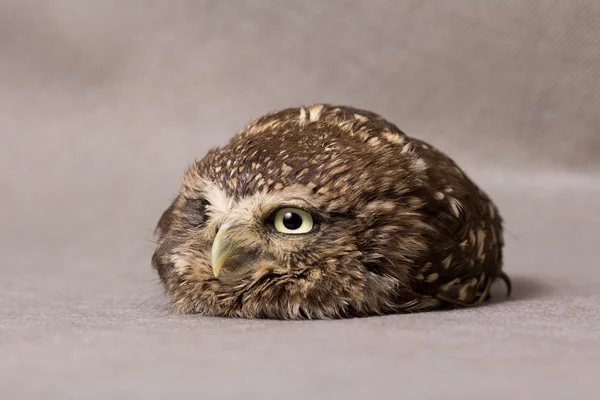 Beautiful domestication owl, wild owl, night owl — Stock Photo, Image