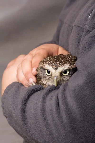 Humour apprivoisé howlet dans les mains d'un enfant, sauvage, hibou de nuit — Photo