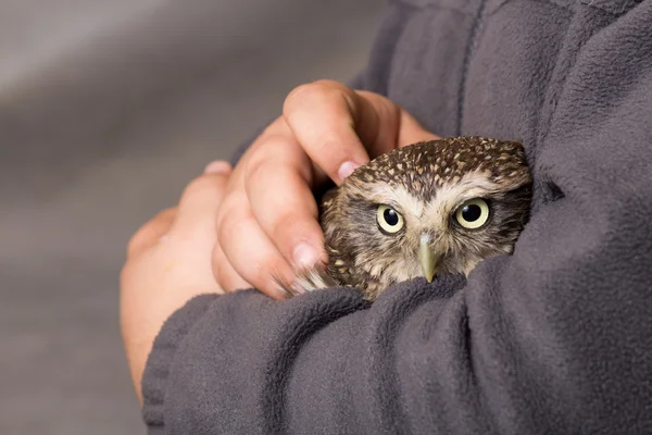 Humour apprivoisé howlet dans les mains d'un enfant, sauvage, hibou de nuit — Photo