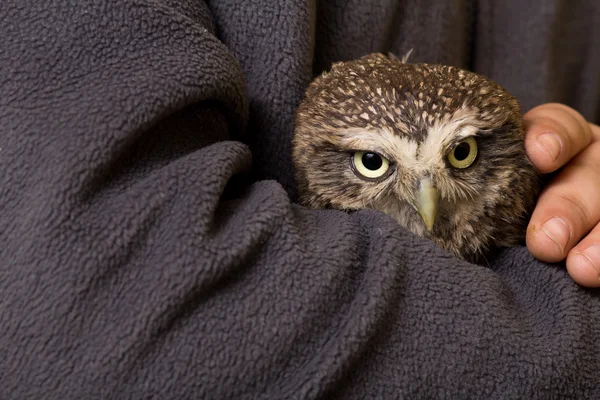 Humour apprivoisé howlet dans les mains d'un enfant, sauvage, hibou de nuit — Photo