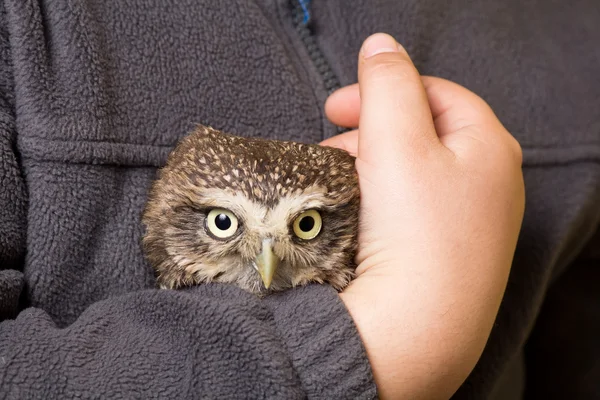 Funny tamed howlet in the hands of a child, wild, night owl — Stock Photo, Image