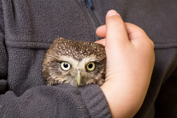 Humour apprivoisé howlet dans les mains d'un enfant, sauvage, hibou de nuit — Photo