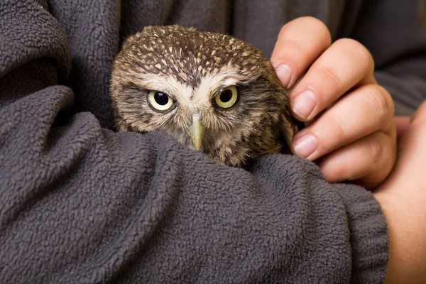 Humour apprivoisé howlet dans les mains d'un enfant, sauvage, hibou de nuit — Photo