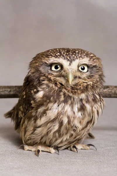 Funny owlet domestication, wild, night owl