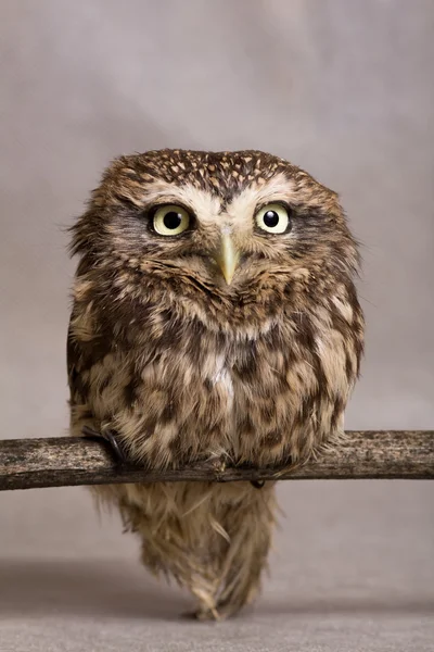Pretty domesticated owl on a stick, wild, night owl