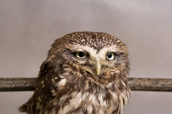 Hibou drôle domestication, sauvage, chouette de nuit — Photo