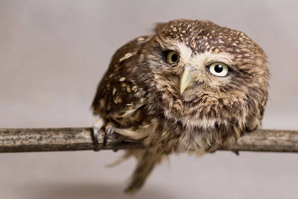 Pretty domesticated owl on a stick, wild, night owl