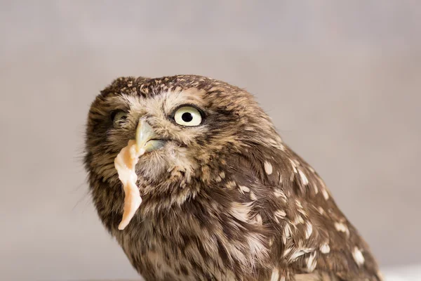 Howlet drôle apprivoisé avec de la nourriture dans son bec, hibou sauvage — Photo