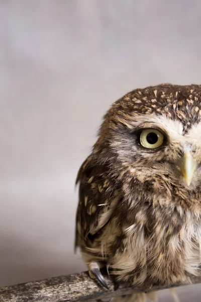 Humour apprivoisé howlet moitié du visage dans le coup, sauvage, hibou de nuit — Photo