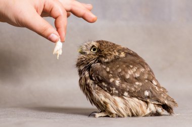 Komik baykuş evcilleştirilmiş ve gıda ile el, yabani baykuş