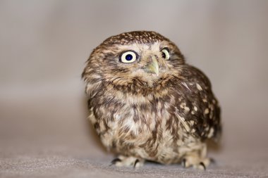 Güzel evcilleştirme baykuş, vahşi baykuş, gece kuşu