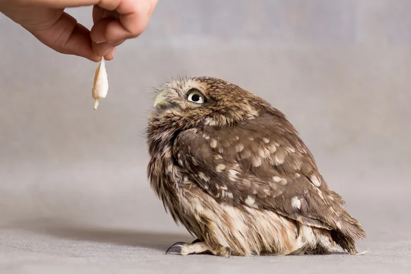 Funny owlet tamed and hand with food, wild owl