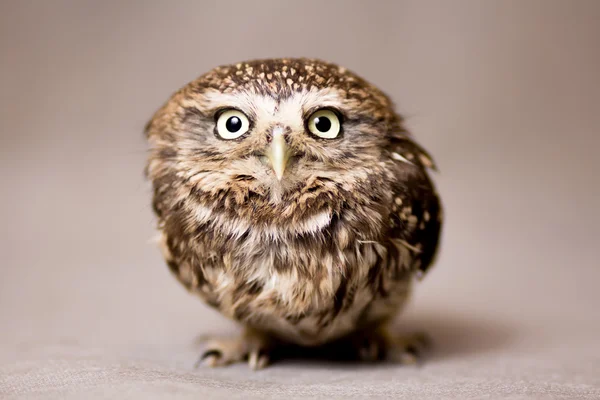 Beautiful domestication owl, wild owl, night owl — Stock Photo, Image