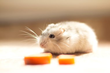Jungar little hamster gnaws a carrot clipart