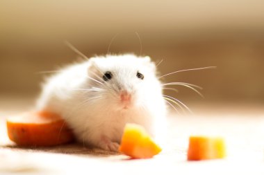 Çungar küçük hamster kemiren bir havuç