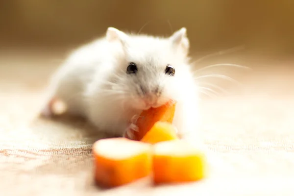 Jungar little hamster gnaws a carrot — Stock Photo, Image