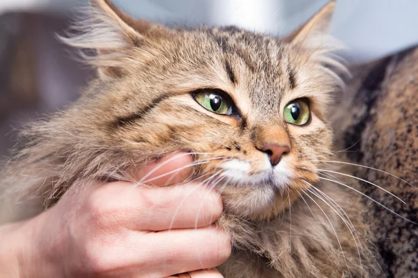 Red fluffy cat and the hand of the hostess — Stock Photo, Image