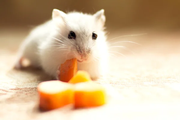 Jungar little hamster gnaws a carrot — Stock Photo, Image