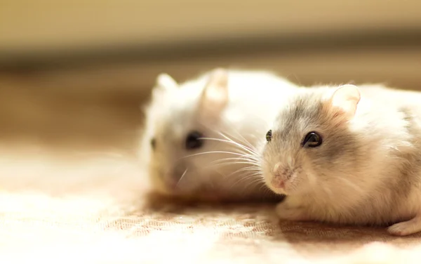 Um par de pequeno hamster Jungar — Fotografia de Stock