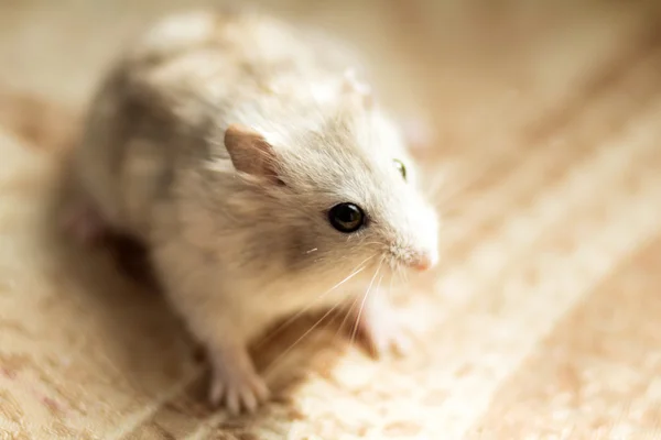 Pequeno hamster assustado em um peitoril da janela — Fotografia de Stock