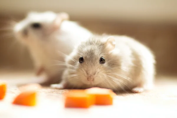 A pair of small Hamster Jungar — Stock Photo, Image