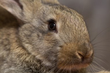 Komik gri tavşan portre