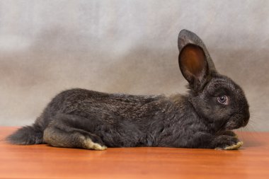 Komik siyah bunny kameraya benziyor