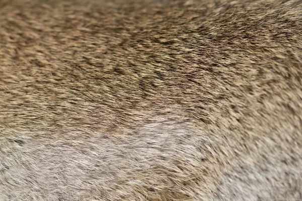 Króliczego futra, futra - tekstura — Zdjęcie stockowe