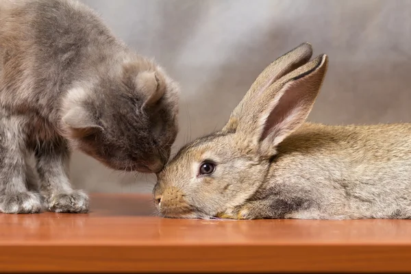 Funny gray cat and black rabbit looking at each other