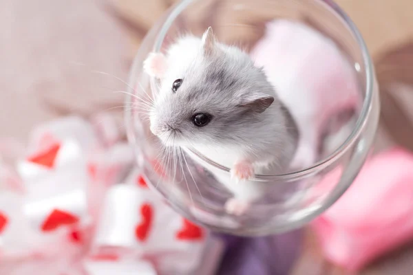 Kleine Djungarian hamster in een transparant glas — Stockfoto
