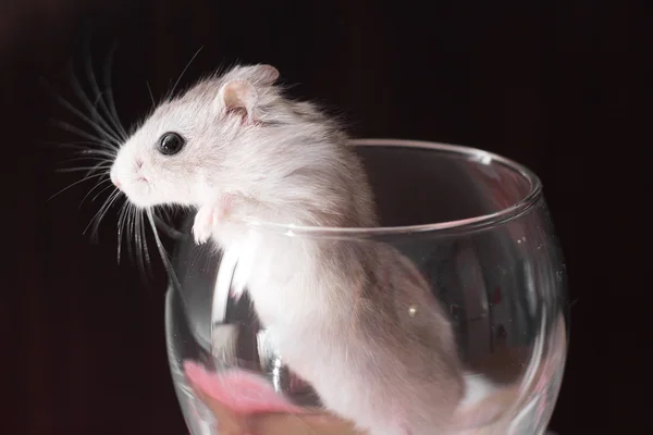 Minuscule hamster djordanien dans un verre transparent — Photo