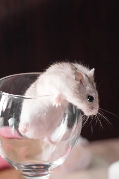 Minuscule hamster djordanien dans un verre transparent — Photo