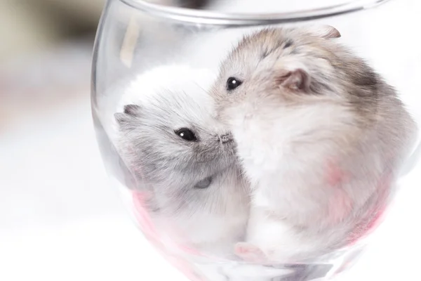 Tiny Jungar hamsters together in a glass — Stock Photo, Image