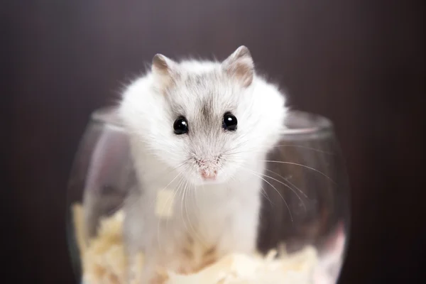 Kleine Jungar hamster krijgt uit glas — Stockfoto