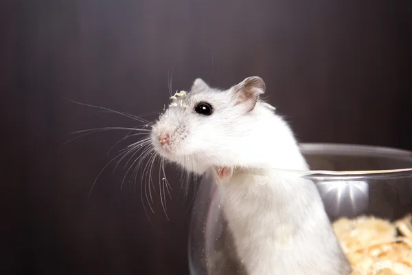 Tiny Jungar hamster gets out of glass — Stock Photo, Image