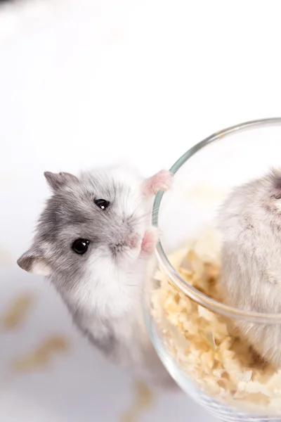 Diminuto hámster Djungarian en un vaso transparente — Foto de Stock