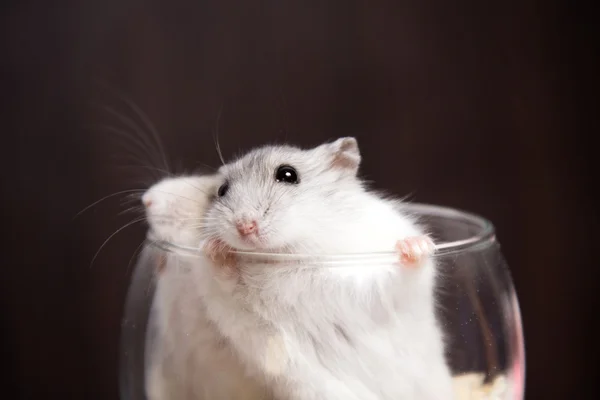 Kleine Djungarian hamster in een transparant glas — Stockfoto