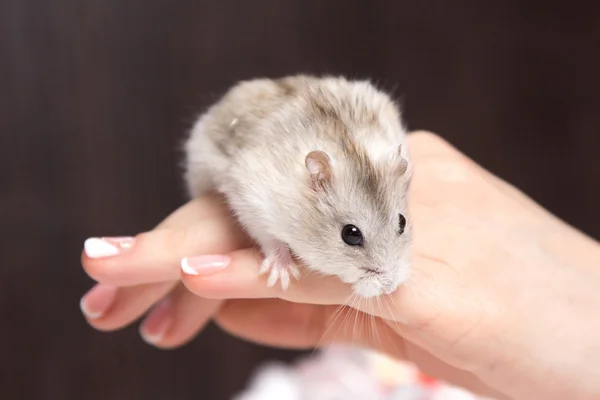 Lilla hamster i händerna på kvinnor — Stockfoto