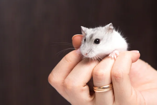 Pequeno hamster nas mãos de mulheres — Fotografia de Stock