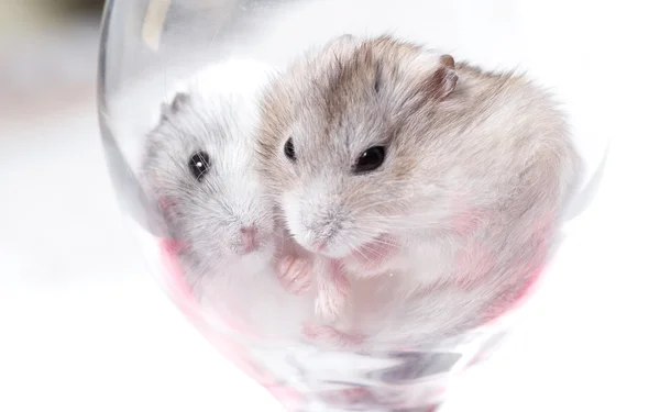 Jungar hamsters in a transparent glass Stock Photo
